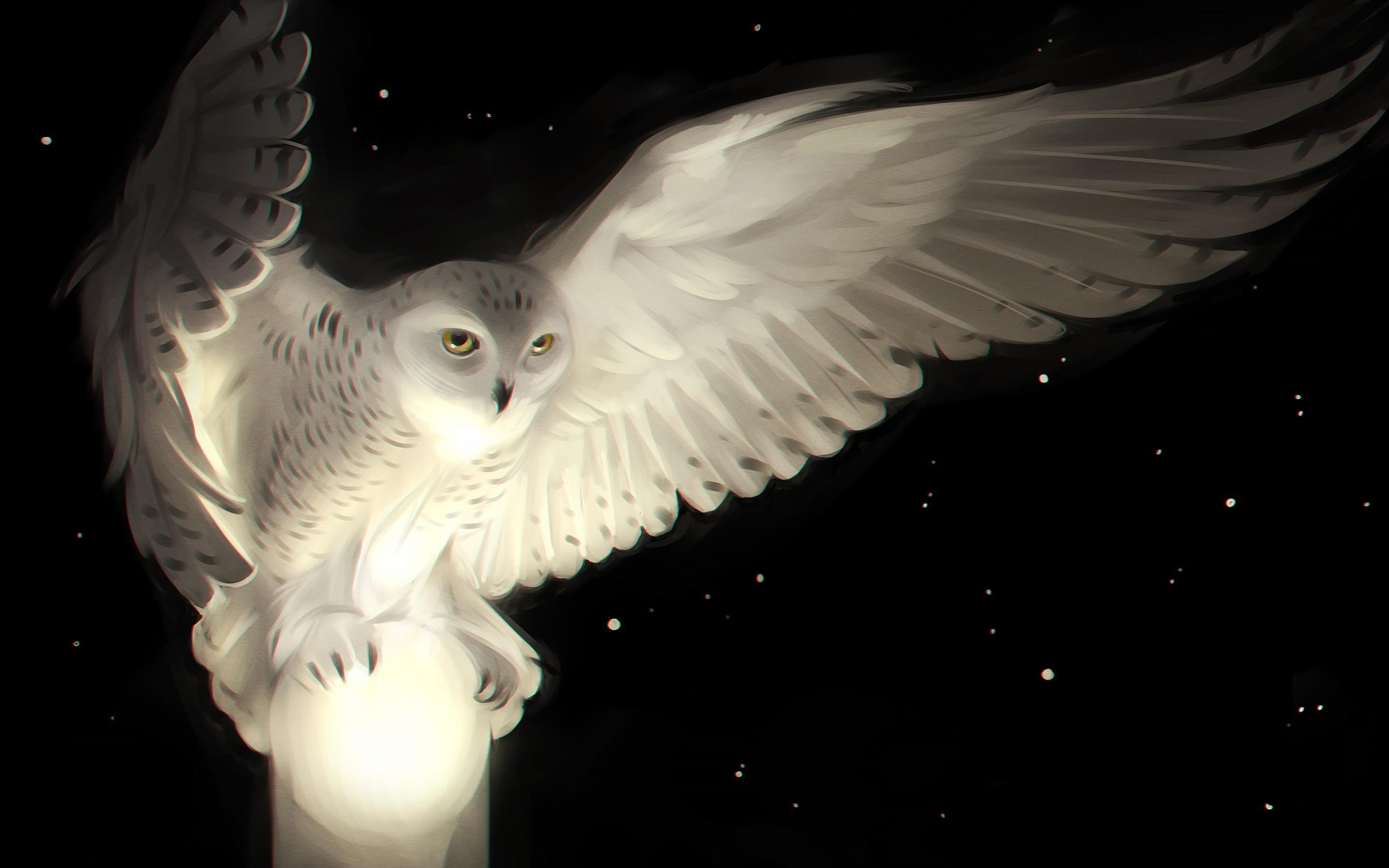 white-owl-2880x1800-artwork-hd-7037